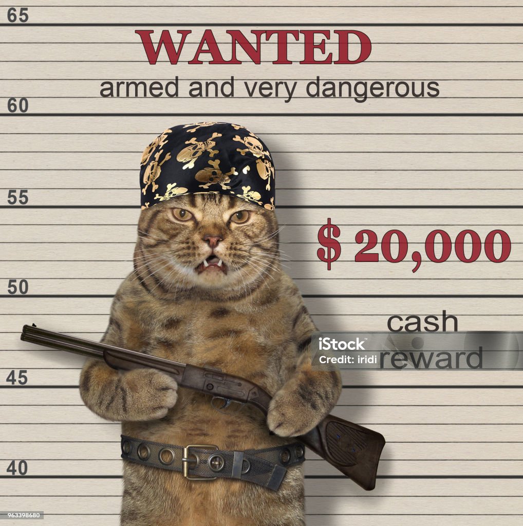cat 2
