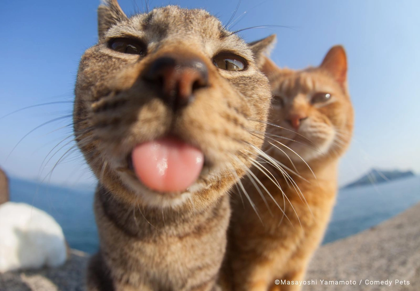 cat 1